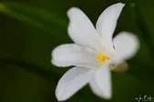 FLO-R5-img_00601.jpg