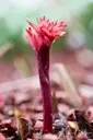 P-FLO-R5-img_00568.jpg